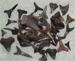 Shark Teeth from Nokomis